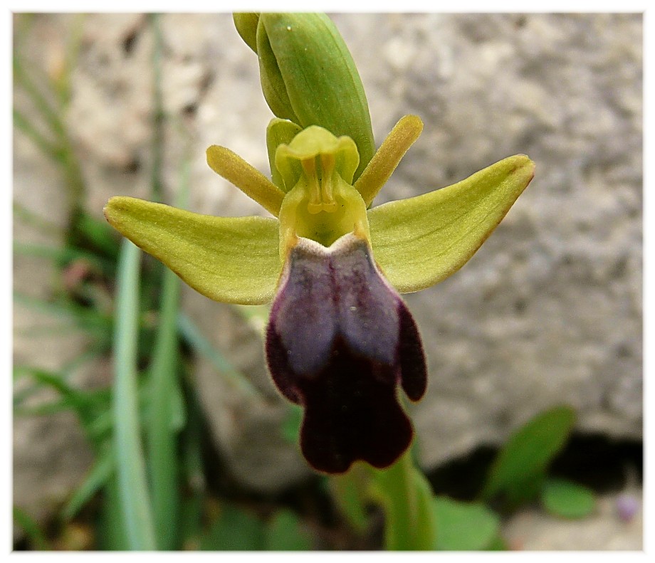 Ophrys lupercalis (gruppo O. fusca)